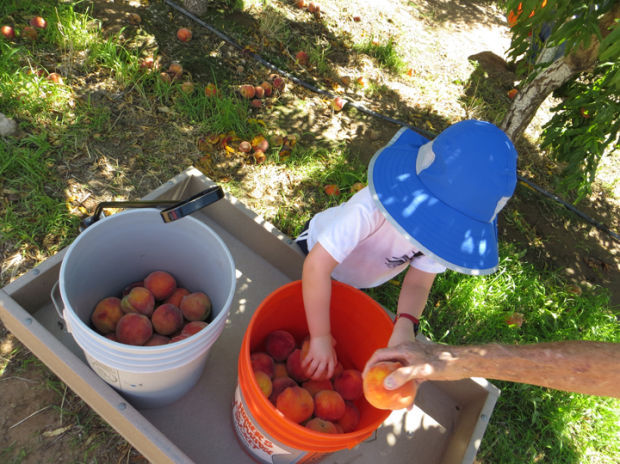 Peach Mania
